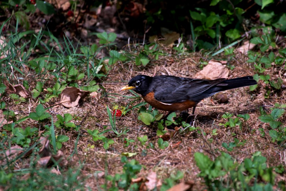 American Robin 07-15-2018 39