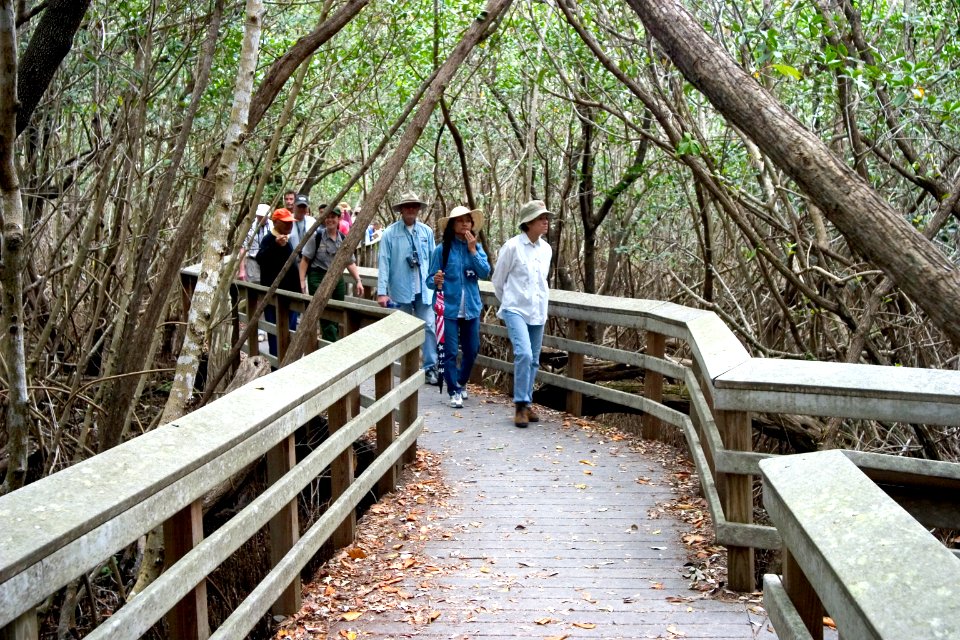 Bobcat Boardwalk, NPSphoto