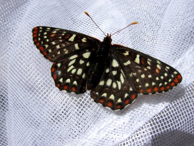 Variable Checkerspot, Euphydryas chalcedona colon