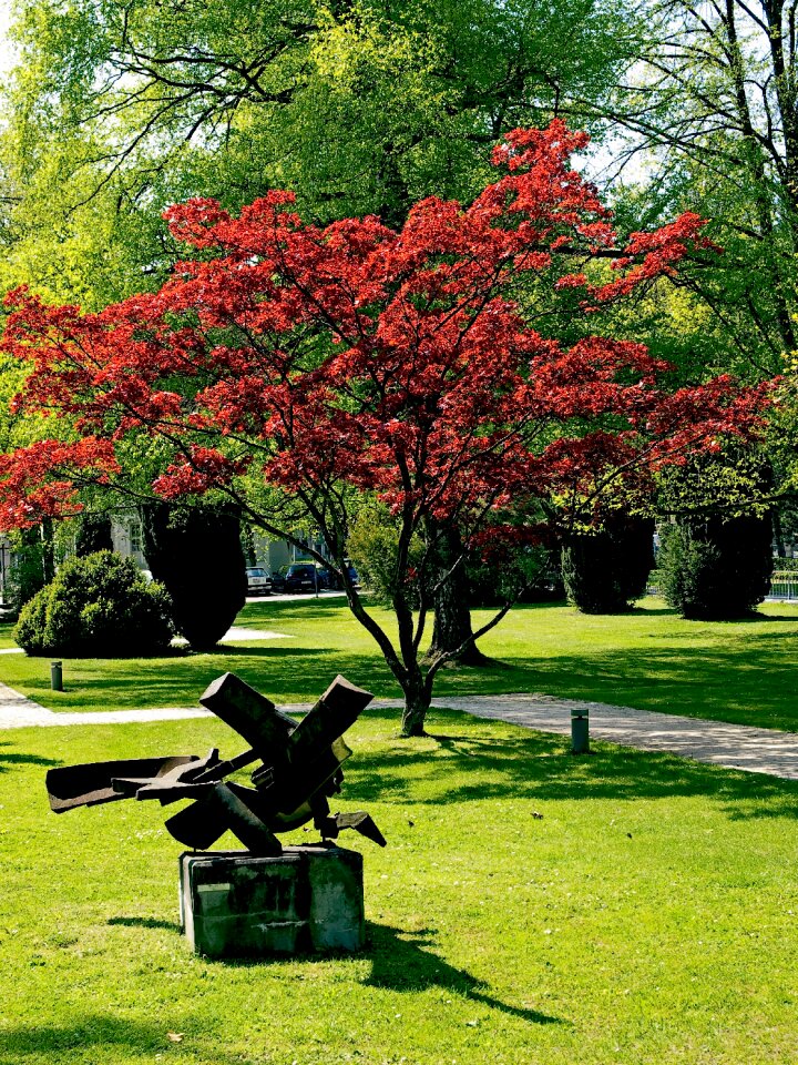 Japanese maple autumn sculpture