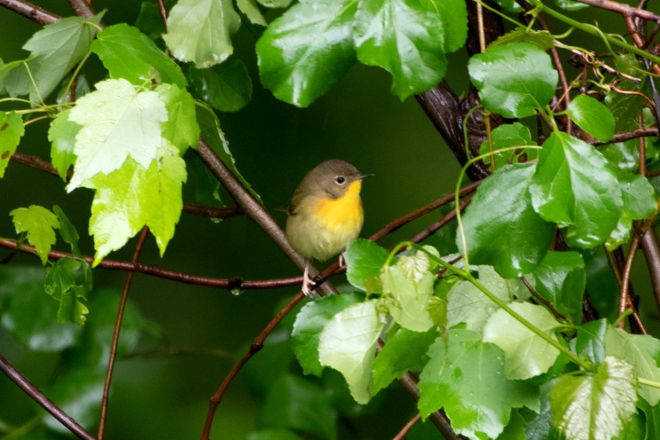Common Yellowthroat 8657