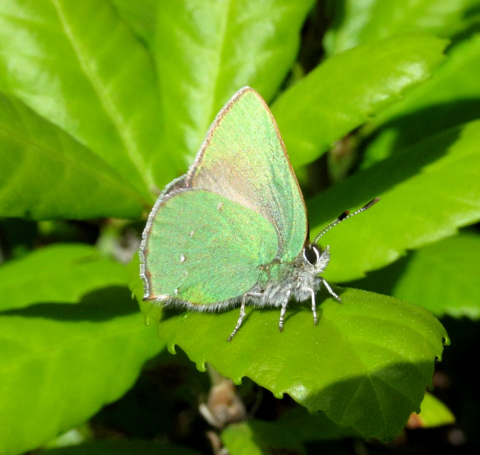 Bramble Green Hairstreak, Callophrys perplexa