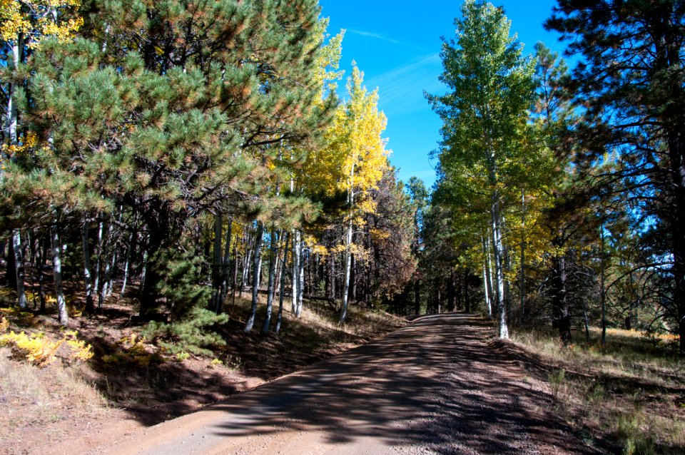 Around the Peaks Loop: Hart Prarie Road