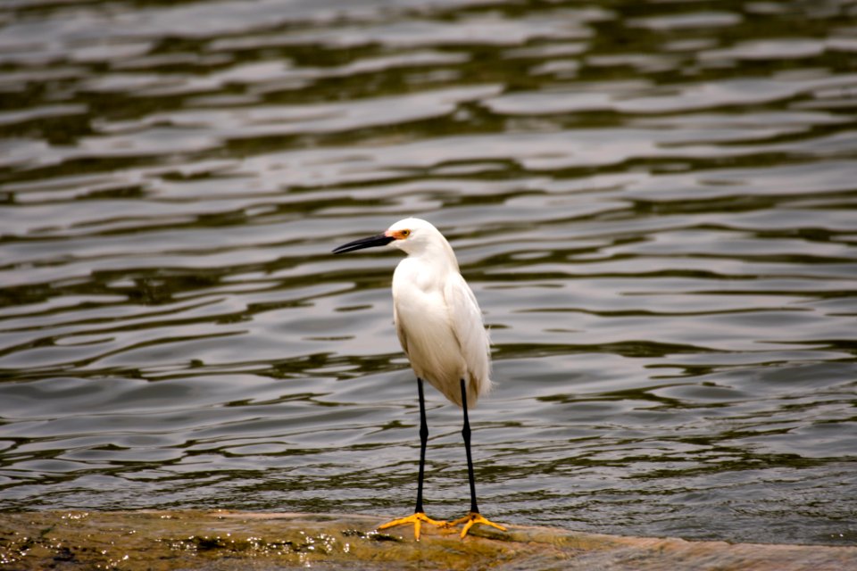 Snowy Egret 06-08-2018 37