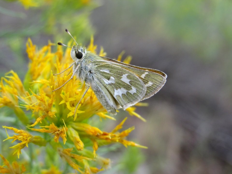 Common Branded Skipper, Hesperia comma