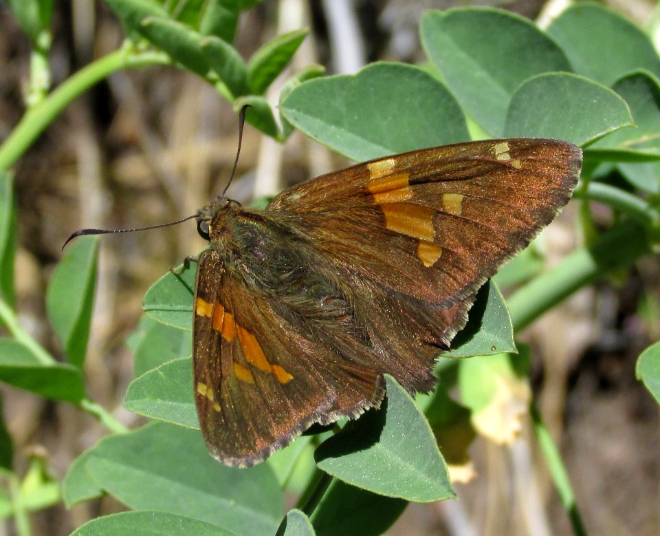 Silver Spotted skipper