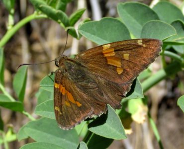 Silver Spotted skipper