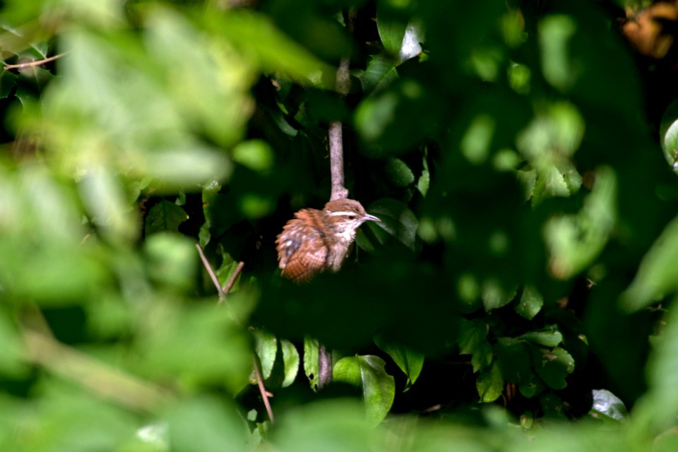 Carolina Wren 07-18-2018 07