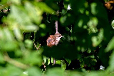 Carolina Wren 07-18-2018 07