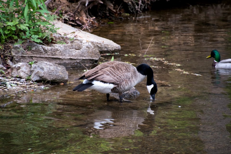 Canada Goose 05-11-2018 16