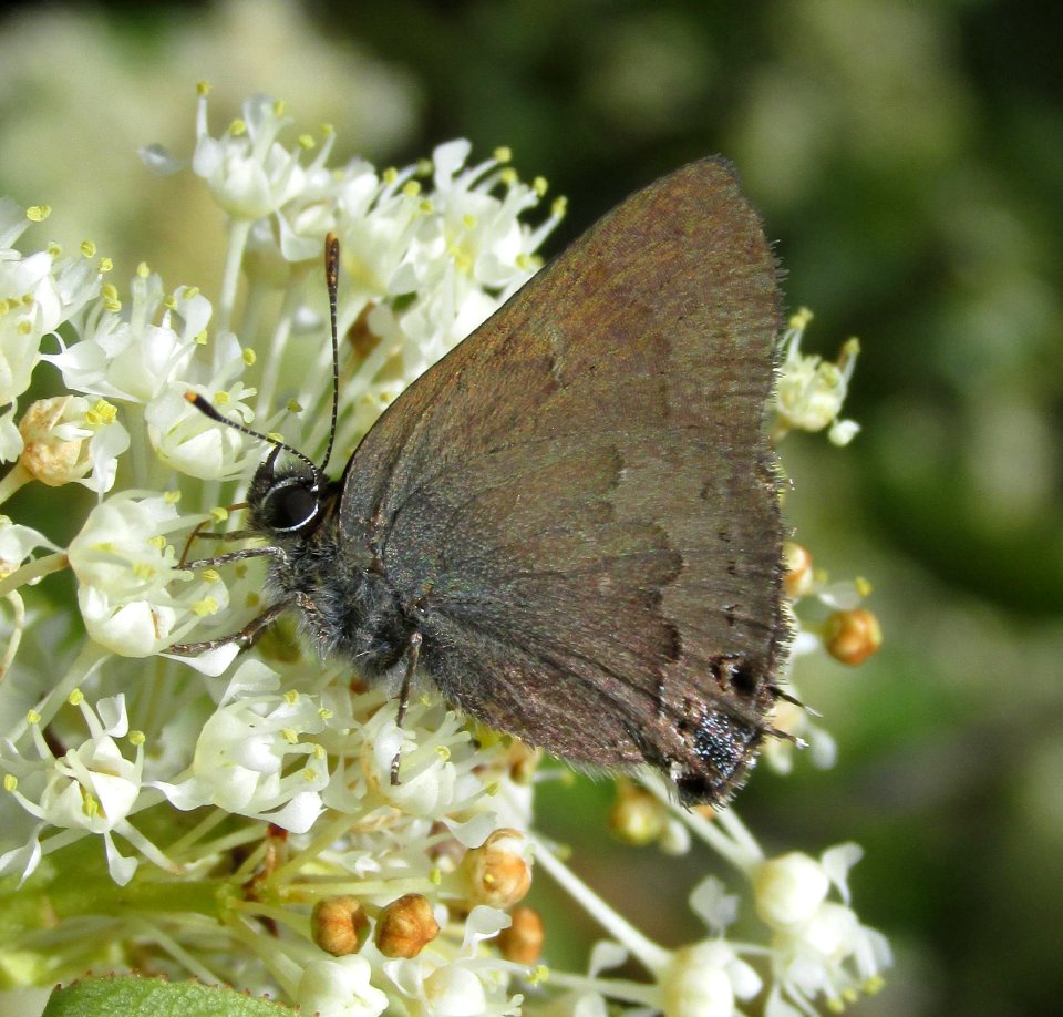 Satyrium saepium or S. auretorum