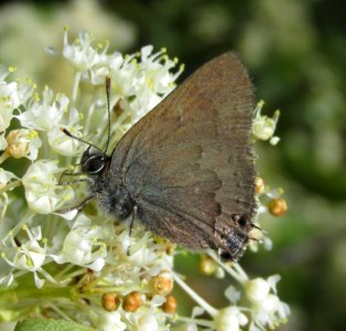 Satyrium saepium or S. auretorum
