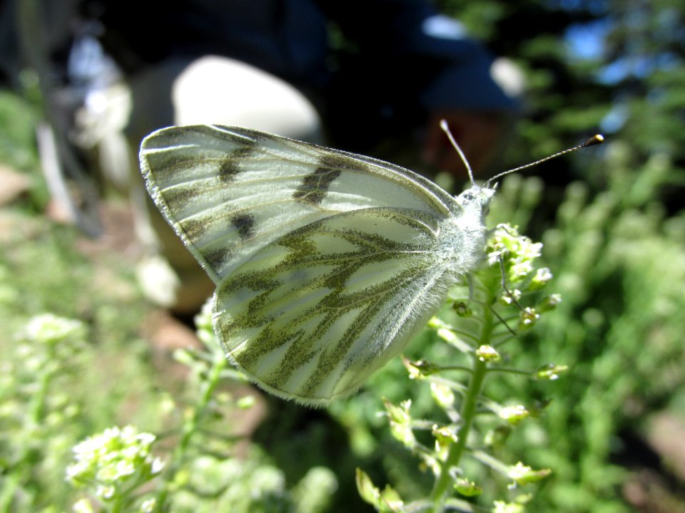 Western White