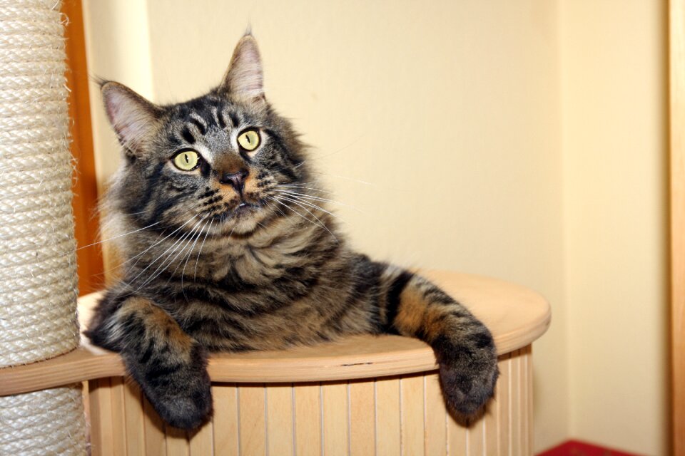 Relax pride mainecoon