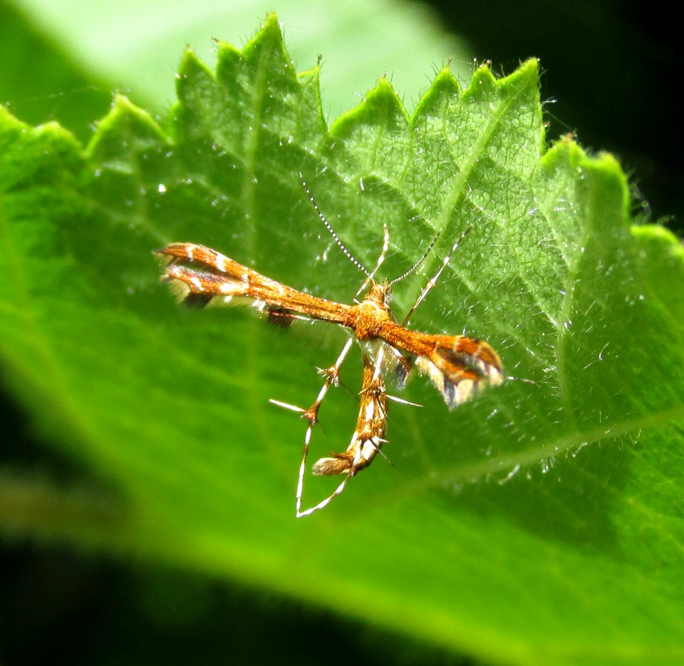 Himmelman's Plume Moth, Geina tenuidactyla