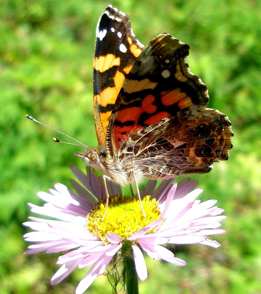 West Coast Lady underwings