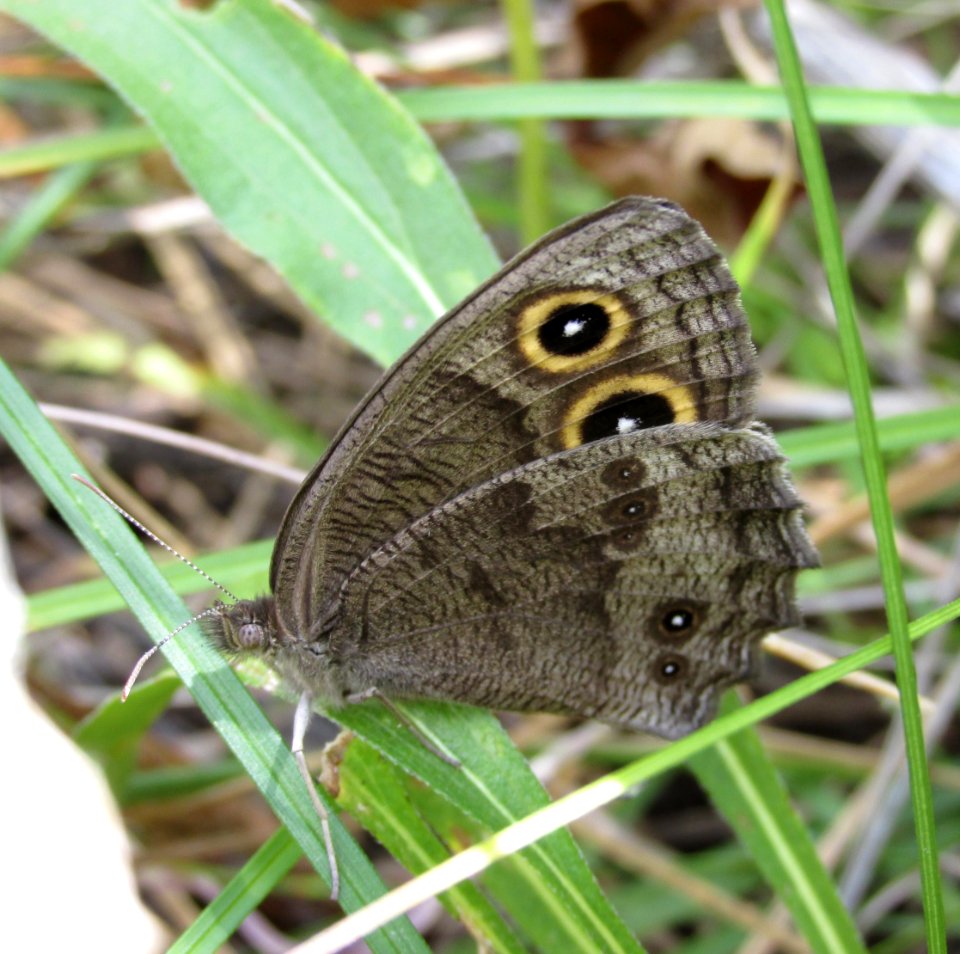 Great Basin Wood Nymph, Cercyonis sthenele