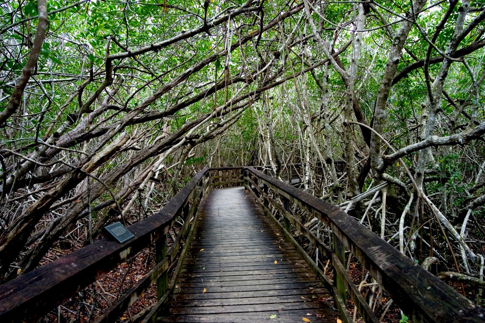 Bobcat Boardwalk, NPSphoto