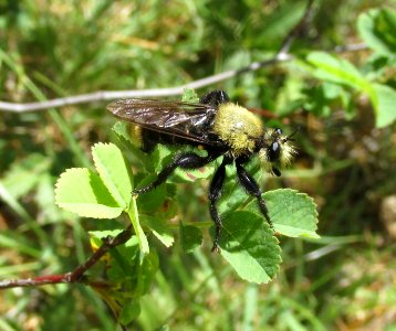 Robber Fly, Bumble Bee mimic photo