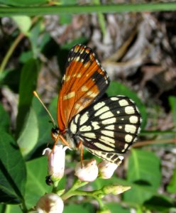 Lenira Checkerspot, Chlosyne leanira oregonensis