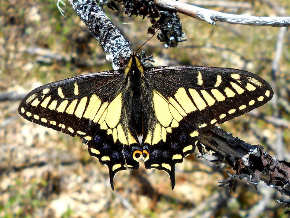 Anise Swallowtail, Papilio zelicaon