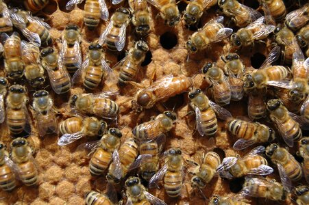 Queen brood beekeeping
