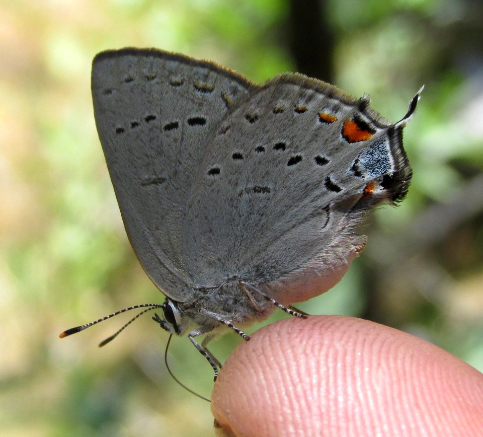 Sylvan Hairstreak, Satyrium sylvinus