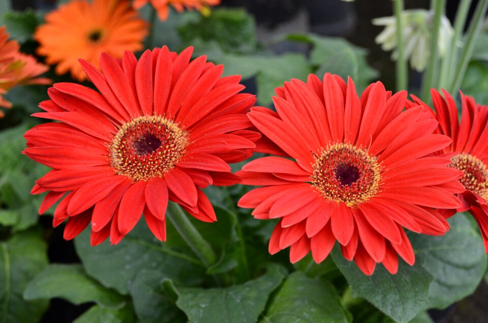 Flowers nature red