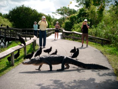 LumberingGator, NPSPhoto, L.Coldiron, 2013