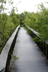 Bobcat boardwalk 3, NPSphoto
