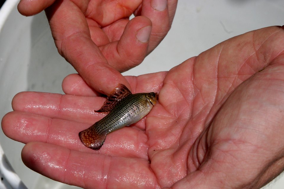 Fish Biologists - native fish, 2, NPSPhoto, R. Cammauf.jpg photo