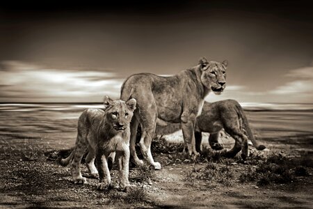 Safari animal wildlife photo