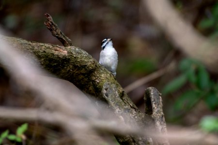 Downy Woodpecker 10-28-2018 12 Female photo