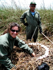 Alligator nest survey, NPSPhoto, Larry Perez.jpg