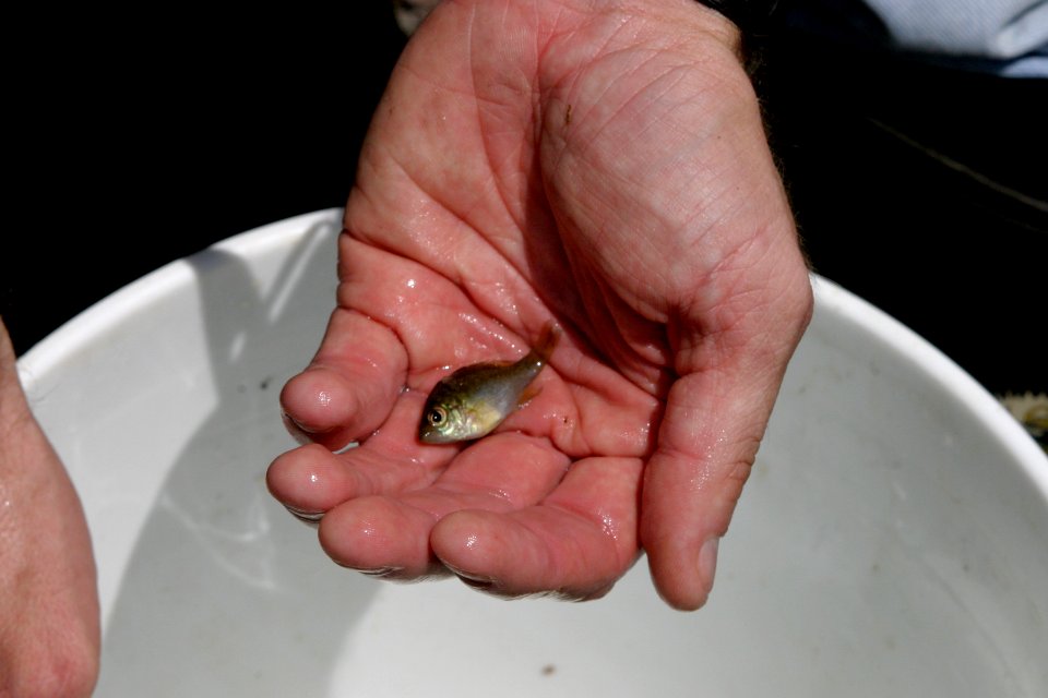 Fish Biologists - native fish, 3, NPSPhoto, R. Cammauf.jpg photo