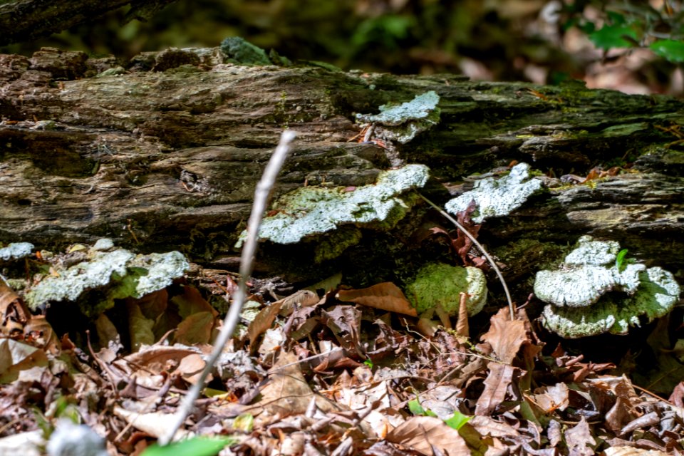 2019 Walk for the Woods Bacon Ridge Natural Area 225