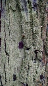 árbol photo
