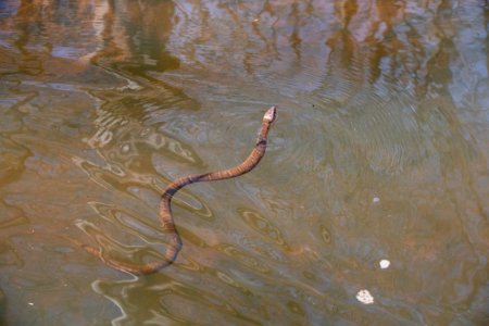 2019 Bacon Ridge History Hike Northern Watersnake 149
