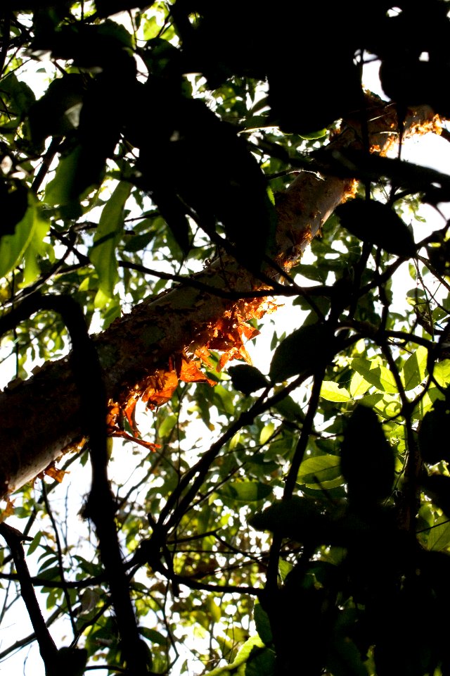 Gumbo Limbo NPSPhoto, R. Cammauf (2)