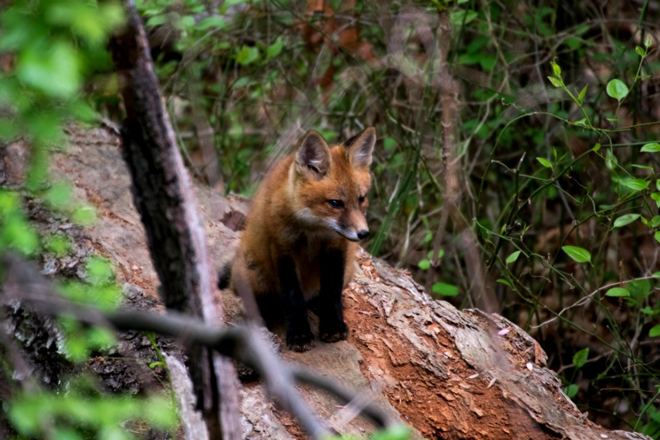 Red Fox 05-06-2018 046