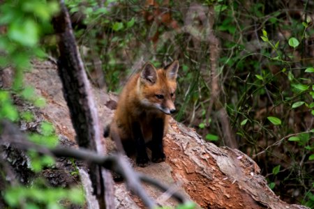 Red Fox 05-06-2018 046