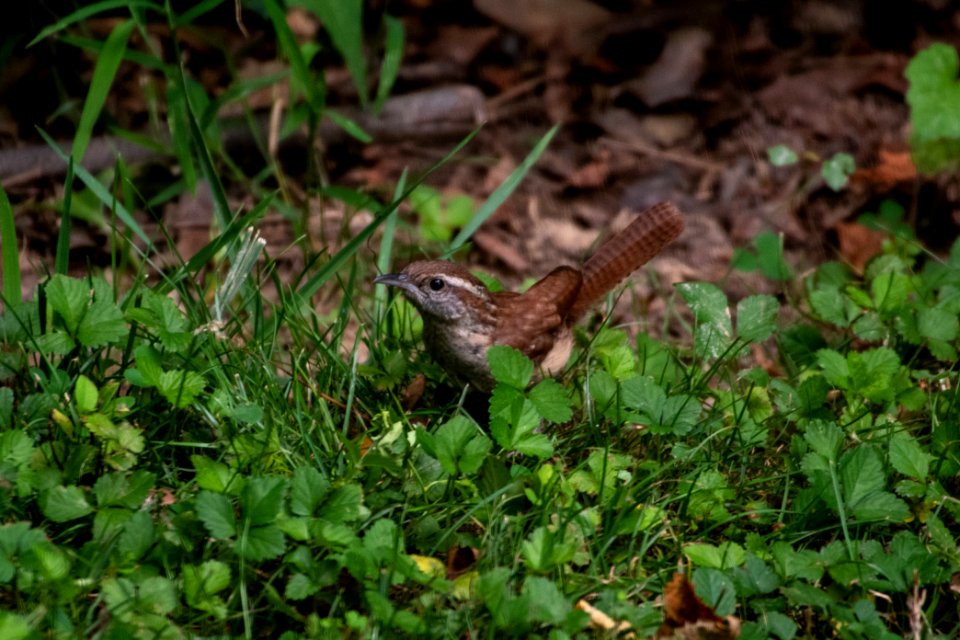 Carolina Wren 06-29-2019 08