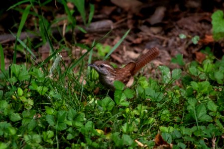 Carolina Wren 06-29-2019 08