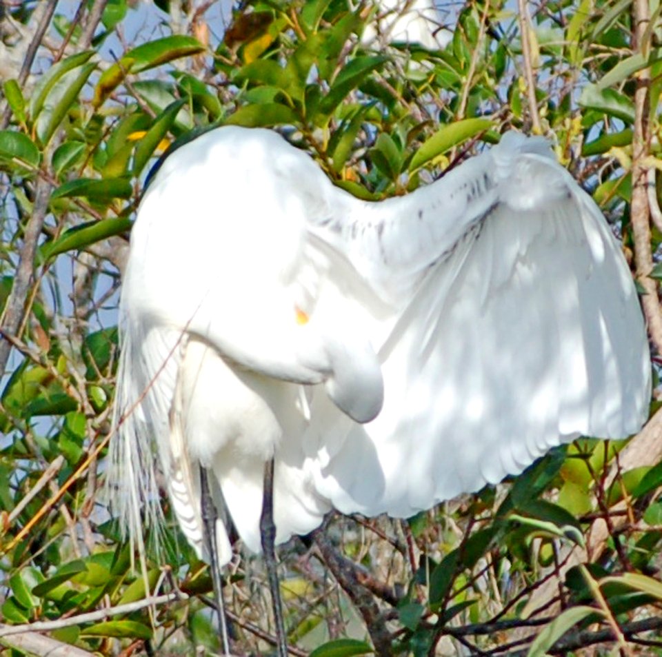 Great Egret, NPSphotos.jpg