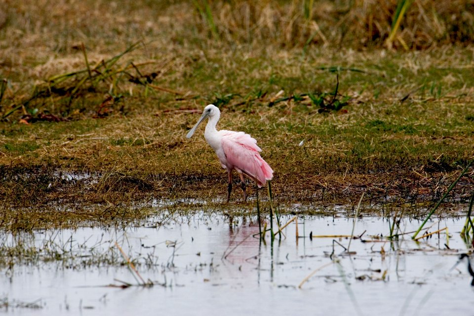 Roseate Spoonbill (3), NPSPhoto, R. Cammauf