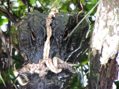 Caught gator, NPS Photo.jpg