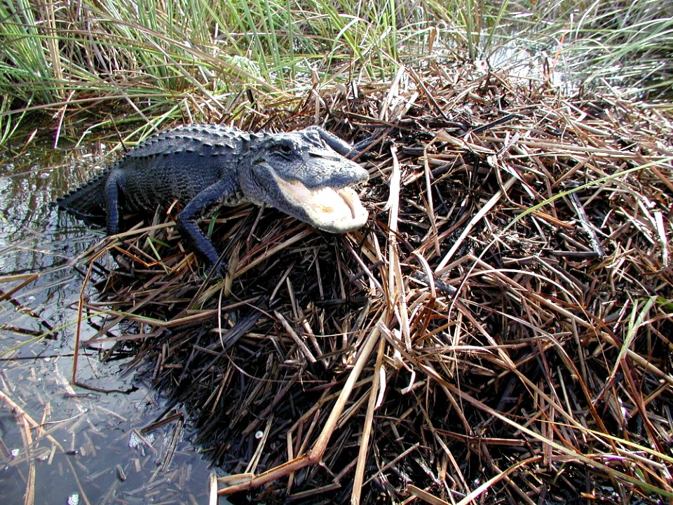 Alligator on Nest (3), NPSPhoto, Lori Oberhofner, 2005
