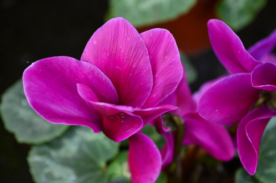 Flowers nature purple