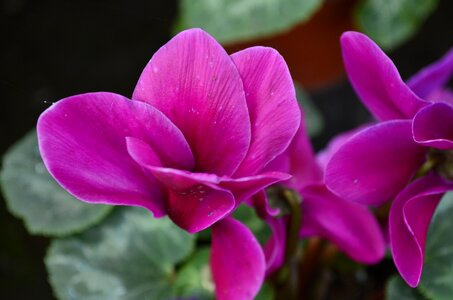 Flowers nature purple