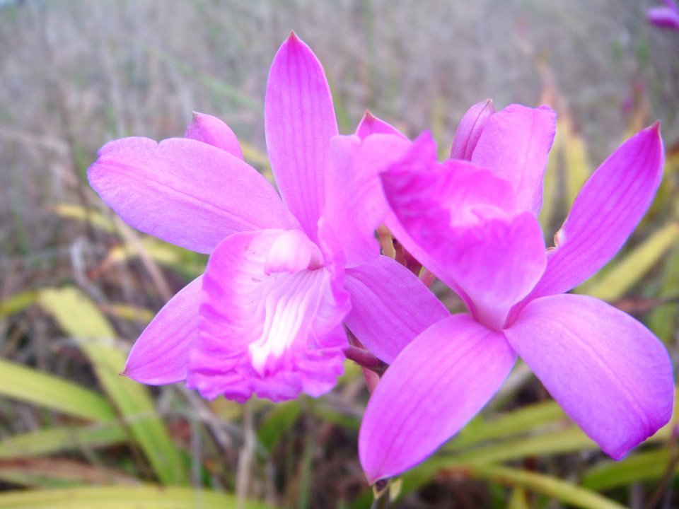 Bletia Patula (4), NPSPhoto, S.Diaz, 2013.jpg